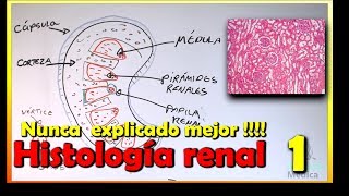 Kidney Histology