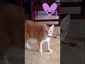 cat comedy can make you laugh #shorts #cat comedy #crystal sky #channel
