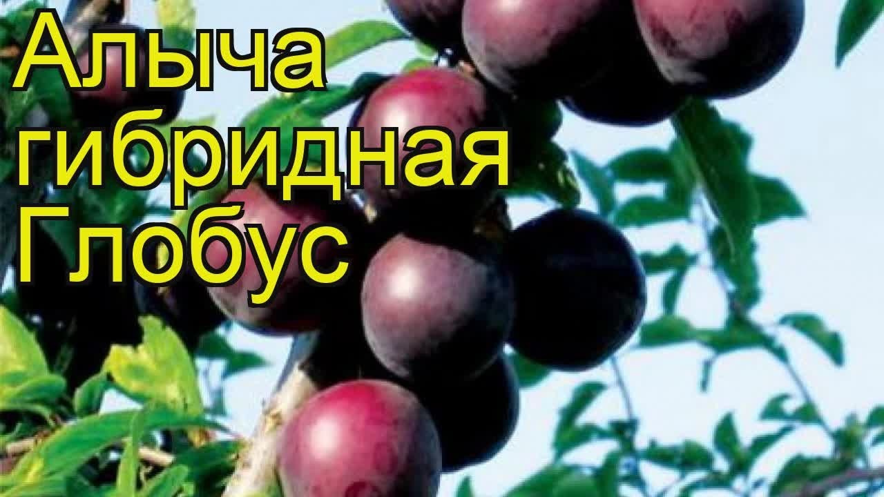Алыча гибридная Глобус. Краткий обзор, описание характеристик рrunus rossca Globus