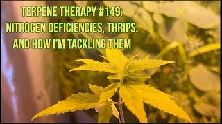 Terpene Therapy #149: Nitrogen Deficiencies, Thrips, and How I'm Tackling Them