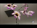 Short notice unboxing today orchids for sale