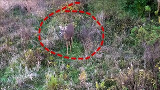 Cacería de venado increíble día de cacería guajolotes y venados por doquier