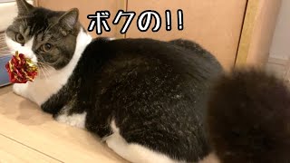 新しいおもちゃが楽しすぎてマジ顔になっちゃう息子猫ww