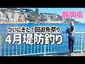 仕掛け変更で釣果激変!!堤防に回遊魚がついに来た！2026年の釣りのシーズン開幕🎣【静岡釣り】【2026.4】