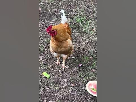 ПЕТУШАРА 🤣 - YouTube