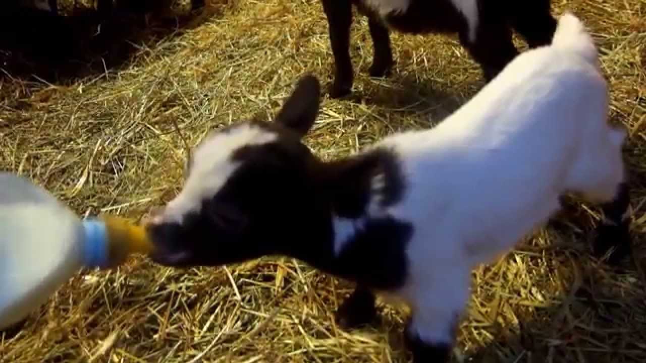 Chevres Miniatures Des Tourelles Luxi Alias Titou Tete Au Biberon Youtube