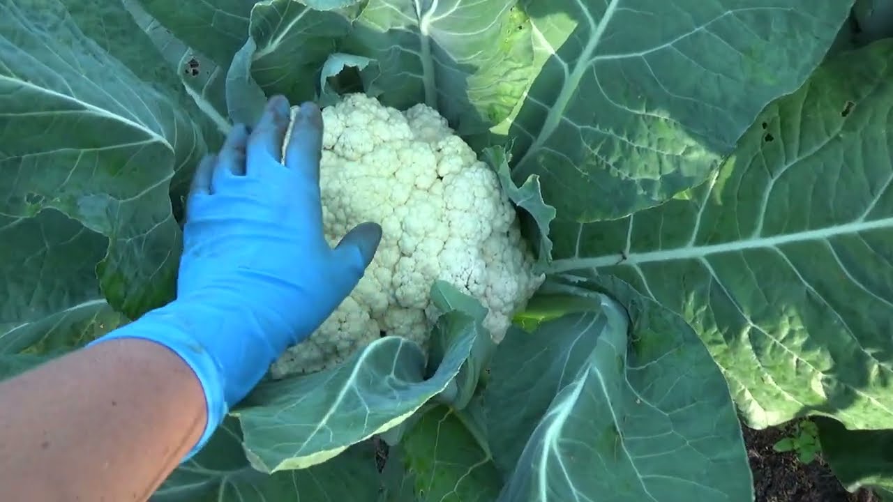 И у дачников будет капуста. Капуста в тоннелях - YouTube