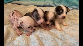 My Chinese Crested Puppies so ADORABLE! Eyes are open :)