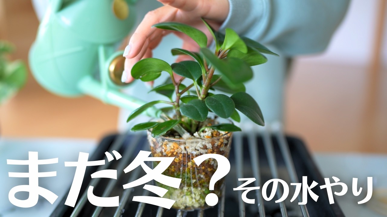 観葉植物のお譲り先 光触媒 光の楽園マウンテンアッシュ 高さ 1.6m【インテリア フェイク