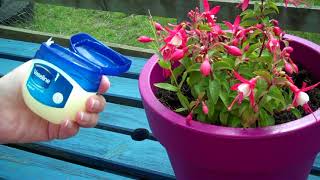 How To Stop Snails and Slugs Eating Your Plants In Your Plant Pot