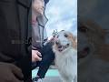 ボーダーコリーを飼う人へ、娘がイケメンと話している間も散歩 #わんだブログ #vlog #bordercollie #犬 #中年