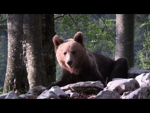 Vidéo: Pourquoi Les Ours Se Sont-ils Rapprochés Des Villes De Sibérie ?