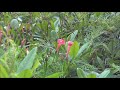 ルコウソウ☆cypressvine