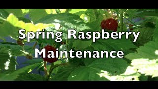 Famous Raspberry Patch Spring Maintenance Easy and Cheap in the Alberta Urban Garden Wealth