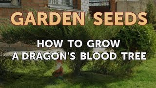 How To Grow A Dragons Blood Tree