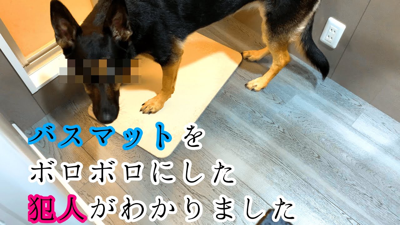 バスマットをボロボロにした犯人がわかりました 維桜さんブログ