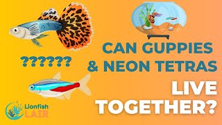 Can Neon Tetras and Guppies Live Together?