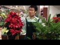 クリスマスの季節の植物の育て方・日常管理(もみの木 ポインセチア)