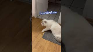 #cats#scottishfold #catshorts #cutecats #cutepets #cat #catvideos #kitten #dojacat #katzen#kitten