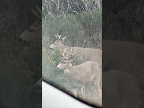 Heard of bucks!     