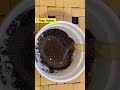 Skin Whitening Glowing Face Pack With Black Seeds Kalonji Shorts Ytshorts Secrettoglow