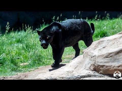 Vídeo: Panteras e leopardos são iguais?