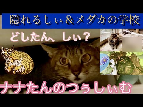 隠れるしぃ メダカの学校 Youtube