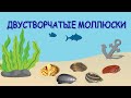 Чудеса морей: двустворчатые моллюски | Познавательное видео | Удивительный мир беспозвоночных