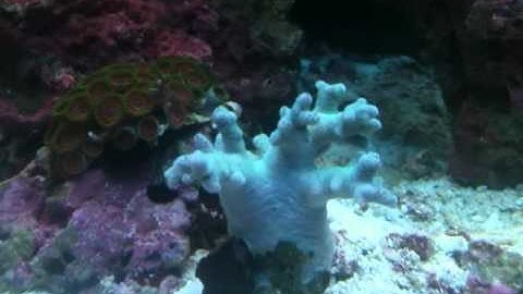 Using Chemi-Clean Product for Red Slime Algae Part 2.