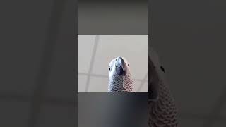 Parrot Making Samsung Notification Sounds! 😂