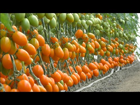 टमाटर की उन्नत खेती 🤑Tomato Farming😱