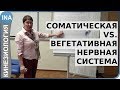 Соматическая и вегетативная нервная система. Л.Ф.Васильева. Кинезиология в Германии