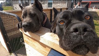 Instructions For Family Of 3 Cane Corsos Fighting To Be Alpha Dog | Karen Corsos by The Dog Messiah 959 views 2 months ago 39 minutes