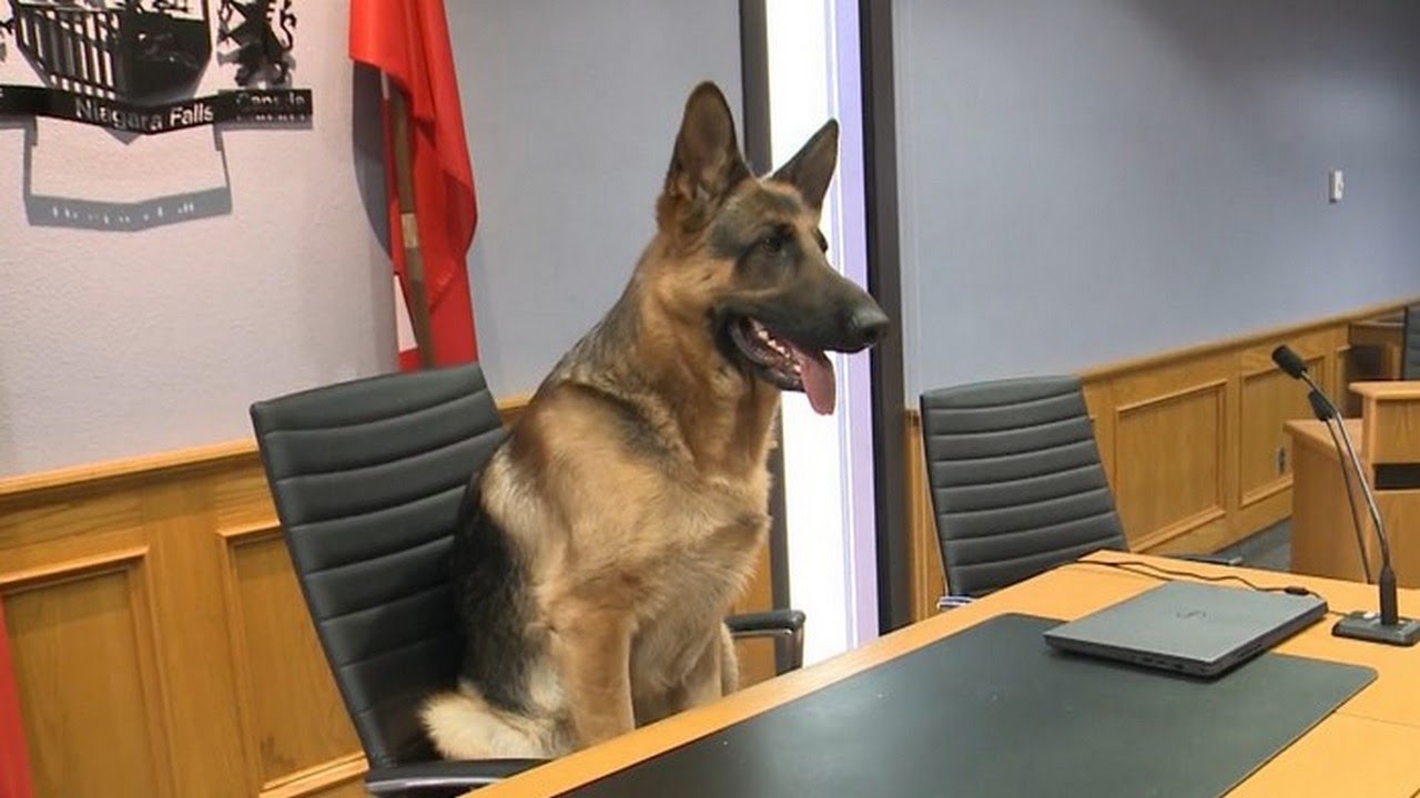 German Shepherd named honorary mayor of Niagara Falls