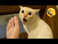 笑い死ぬほど面白い動物たち大集合！😂