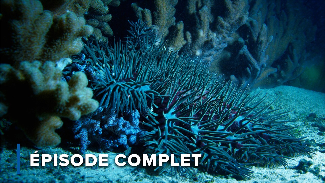 Les monstres de l'océan : Requins, Méduses et plus | Mortelle Australie 104