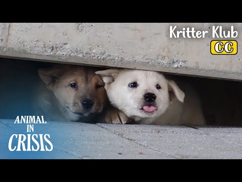 Video: Het paar neemt de Dwarsgang van de Landhond om voorlichting voor de Therapie van het Huisdier en Dierlijke Redding op te heffen