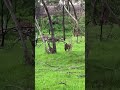 Family of kangaroos watching my dog #aussienature