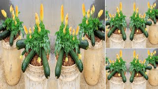 Grow zucchini vertically - Why is growing zucchini in plastic containers to yield so many fruits