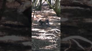 Ualabies, en Marcelle Natureza, Lugo #españa #nature #galicia