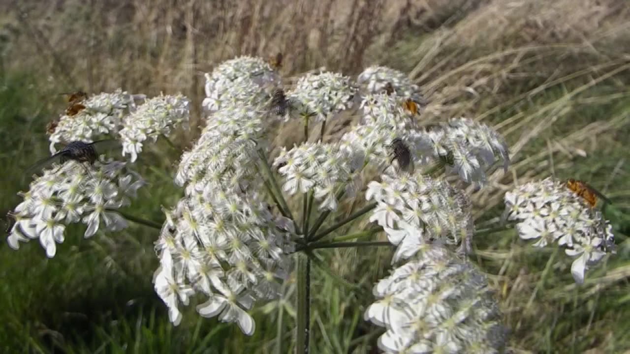 still insects about - YouTube