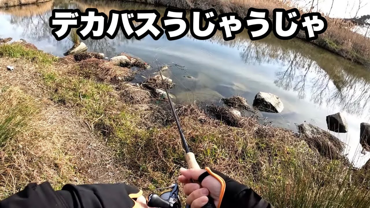 デカバスが大量に湧いてるポイントがあったので久しぶりに本気でサイトフィッシングしてきました