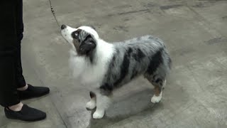 Miniature American Shepherd AKC National Champion Ship Dog Show 2022 Florida