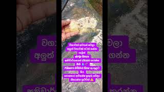 #everyone #fypシ゚viral #foryou #polytunnel #shortvideo #videoviral