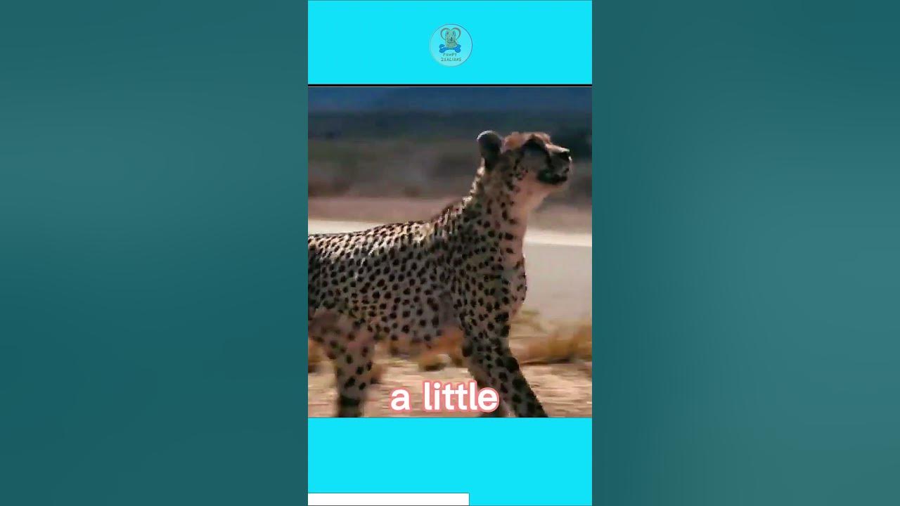 how fast is a Greyhound | Greyhound vs Cheetah vs Usain Bolt - YouTube