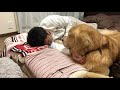 飼い主を寝不足にさせる犬がこちらです。ゴールデンレトリバーベンツ。