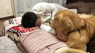 飼い主を寝不足にさせる犬がこちらです。ゴールデンレトリバーベンツ。