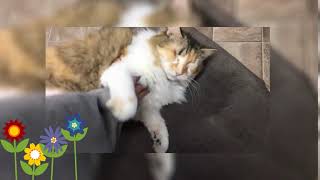 Happy Easter from Blind Cat Rescue