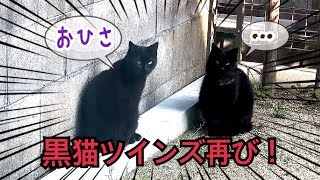 野良猫の黒猫ツインズが再びベンガル猫の家に遊びに来ました