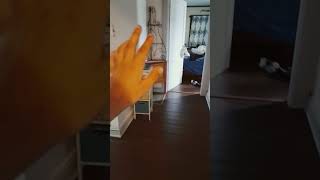 #memes #enterthebackrooms #gmod #backrooms #edit #funny #helpmemakethismakesense #cat #comedy